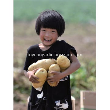 Best price of new crop potato